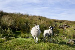 haworth moor rooute to top withens 2.jpg